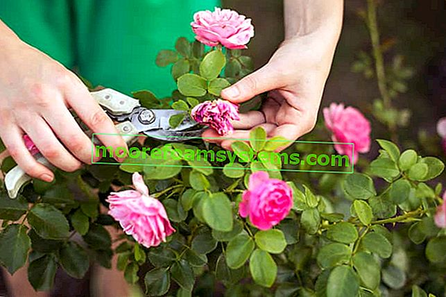Многолетние и многократно цветущие плетистые розы - обзор