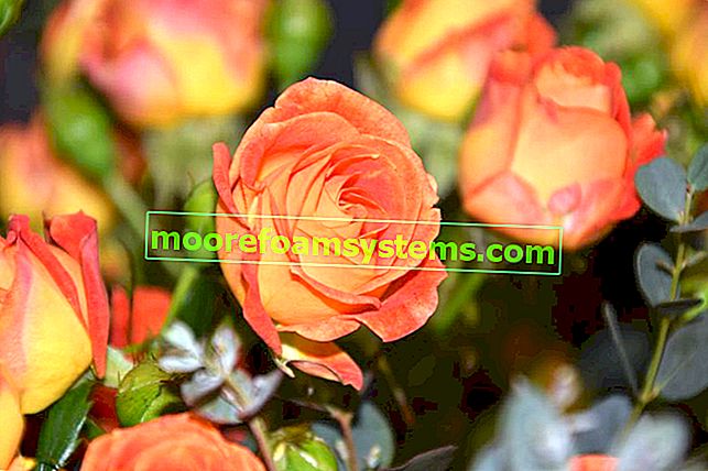 Roses oranges ou roses de thé et la signification de cette couleur