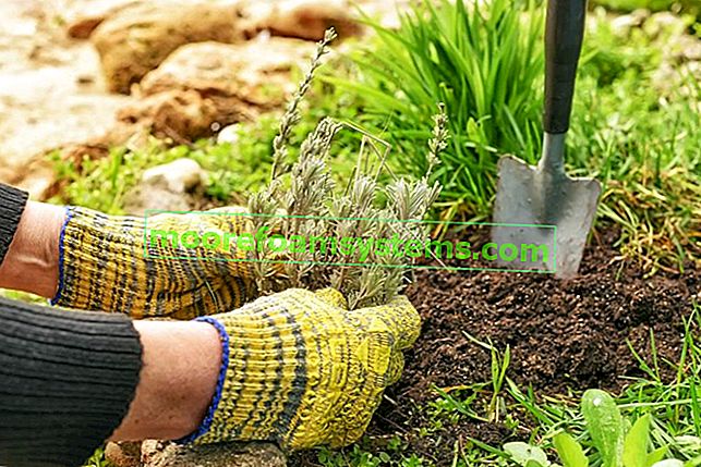 Planter de la lavande dans le jardin et du sol pour la lavande et sa culture