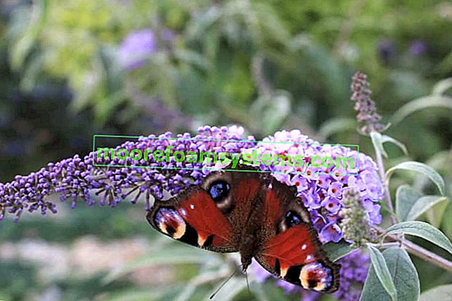 Пеперуден храст - засаждане, отглеждане, грижи и изисквания на будлеите на Давид