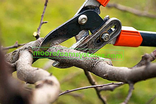 Taille des arbres fruitiers étape par étape - comment et quand couper les arbres fruitiers?