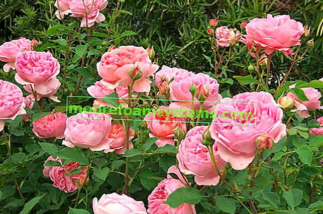 Rose anglaise - variétés, culture, semis, soins, conseils
