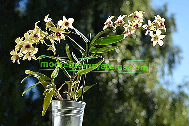 Dendrobium nobile - nega, razmnoževanje in obrezovanje te edinstvene orhideje 3