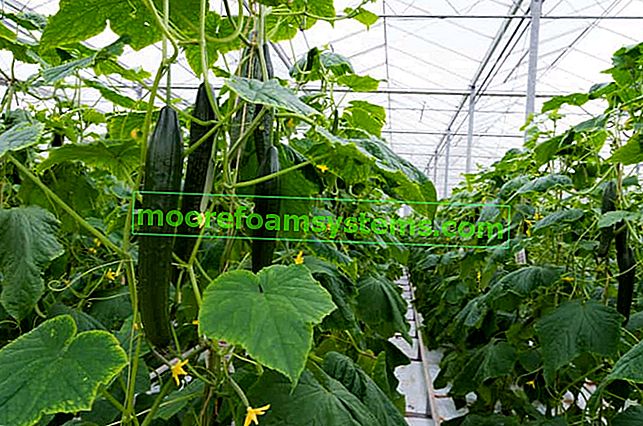 Засаждане и отглеждане на оранжерийни краставици без тайни