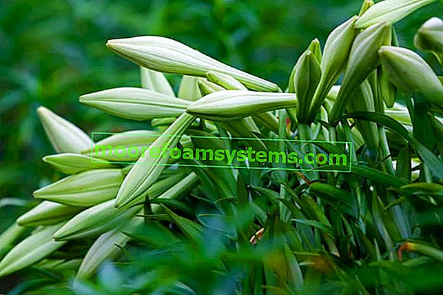 Weiße Lilie (St. Joseph's Lily) - Pflanzen, Anbau, Pflege