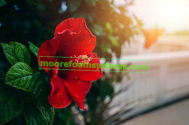 Čínská růže květ během období kvetení