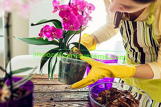 Une femme lors de la transplantation d'un stroth, ainsi que des variétés d'orchidées en pot