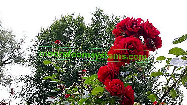 Popínavé růže v zahradě - péče, pěstování a další tipy 2