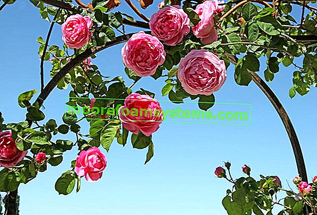 Popínavé růže v zahradě - péče, pěstování a další tipy 3