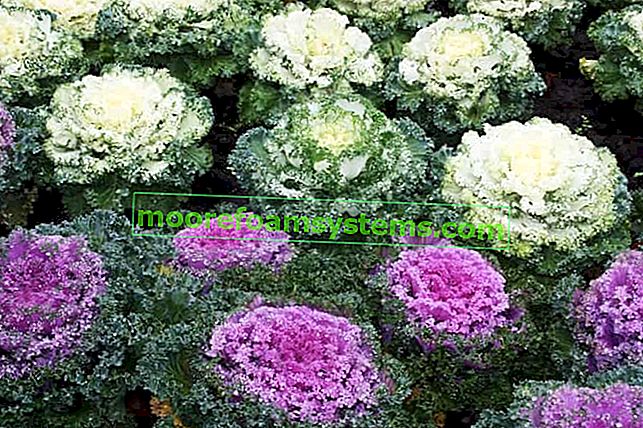 Dekorativní zelí v květináči - odrůdy, setí, pěstování, péče