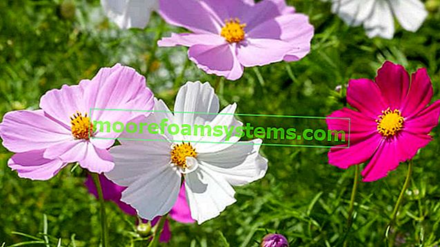 Kozmosz virág (onętek) - jellemzők, ültetés, termesztés, gondozás, tanácsadás