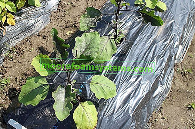 Aubergine (aubergine, longue morelle) - croissant dans le jardin potager étape par étape 2