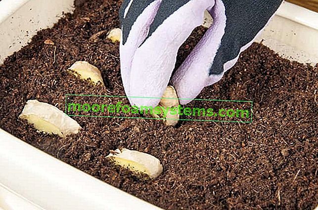Ingwerwurzel in einen Topf gepflanzt