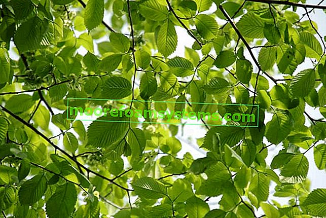 Вяз обыкновенный (вяз полевой) - описание дерева, выращивание, уход, советы