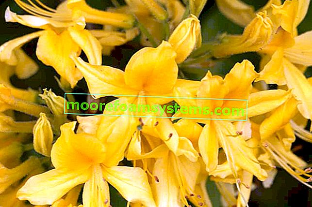 Azalée pontique (rhododendron jaune) - variétés, exigences, culture, soins 2