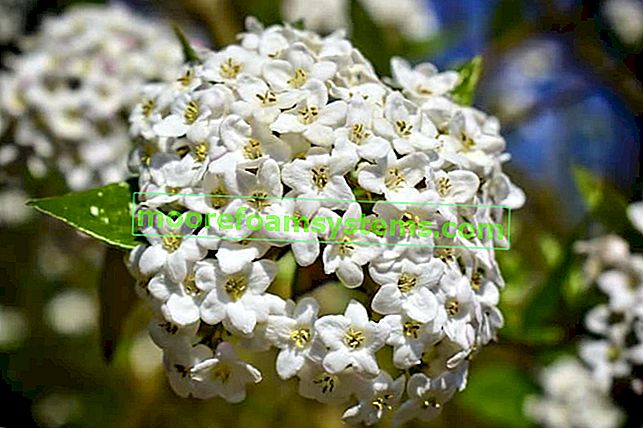 Viburnum anglais pendant la floraison