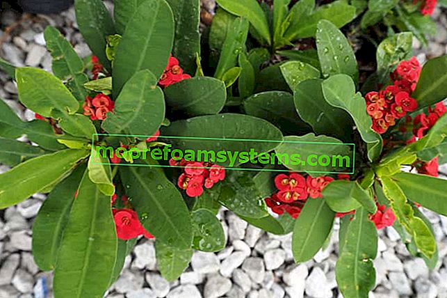 Leuchtende Euphorbia (Dornenkrone) - Kultivierung, Pflege, Fortpflanzung