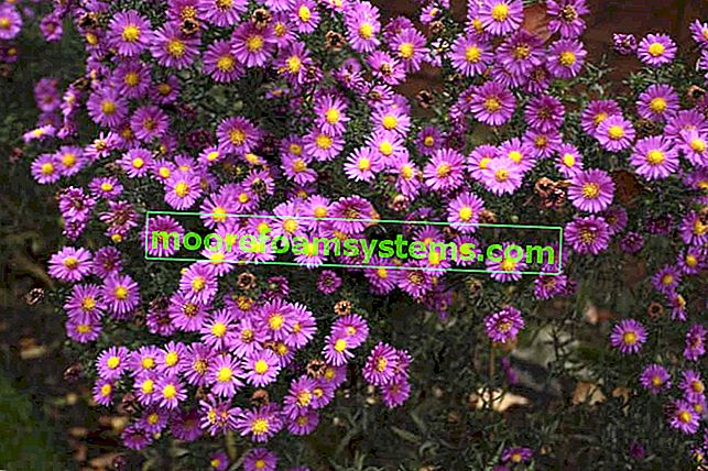 Marcinka őszirózsák - kerti virágok - fajok, fajták, termesztés, gondozás, tanácsadás