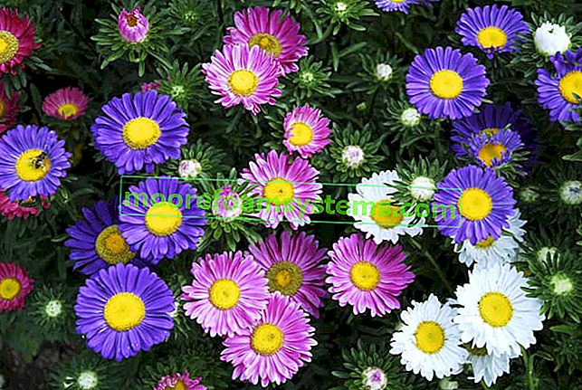 Марцинка астры - садовые цветы - виды, сорта, выращивание, уход, советы