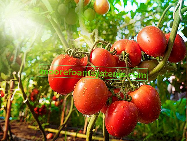 Rajčica na suncu na grmlju, kao i Preporučene sorte rajčice i vrste mljevene rajčice