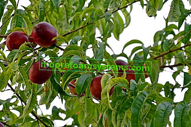 Nectarine - culture de jardin, variétés, maladies