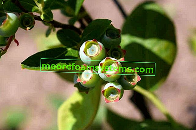 Highbush blueberry Bluecrop - coltivazione, cura, consigli pratici