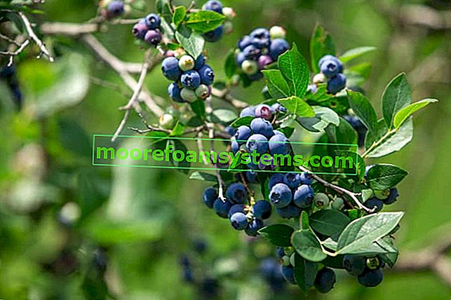Highbush borovnica Bluecrop - gojenje, nega, praktični nasveti