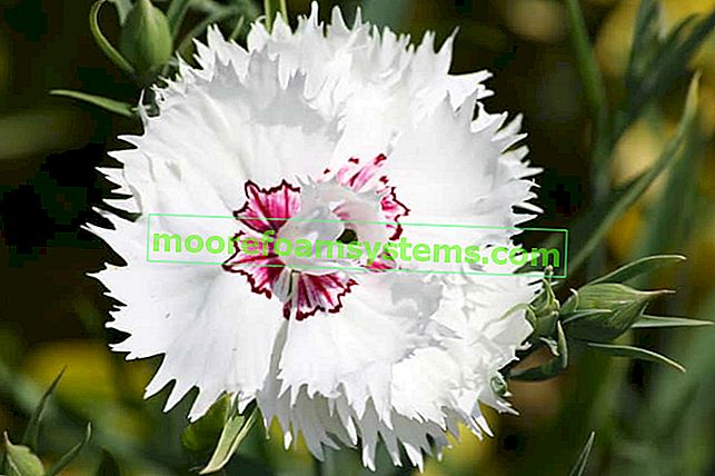 Zpeřený karafiát (Dianthus plumarius) - odrůdy, pěstování, péče, reprodukce