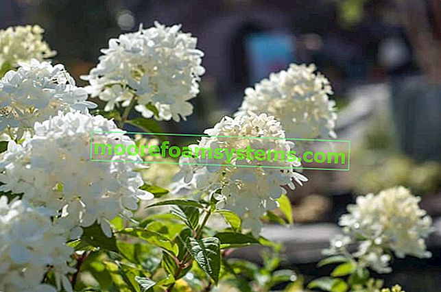 Hortensia arbustif pendant la période de floraison
