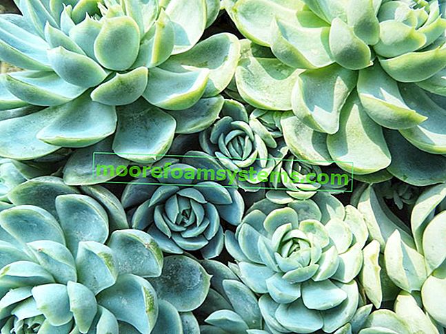 Zelená Echeveria Elegans hustě osázená a její kultivace a péče