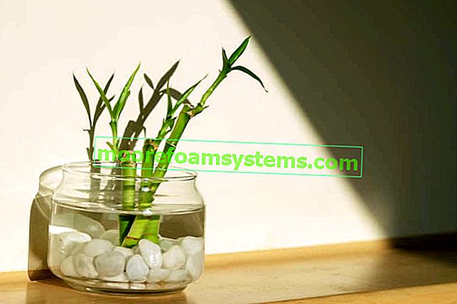 Dracaena Sandera Lucky Bamboo dans un récipient en verre est cultivé sur le principe de la culture hydroponique