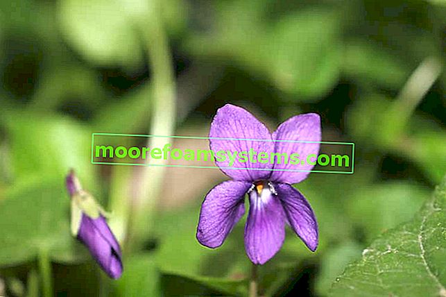 Violet parfumat - plantare, cultivare, reproducere, îngrijire