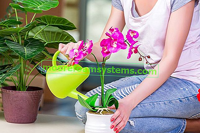 Как да поливаме орхидеи - прости и доказани съвети 2