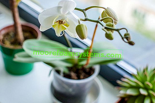 Как да поливаме орхидеи - прости и доказани съвети 3