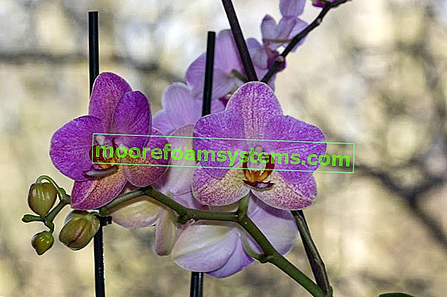 Orchideje v době kvetení