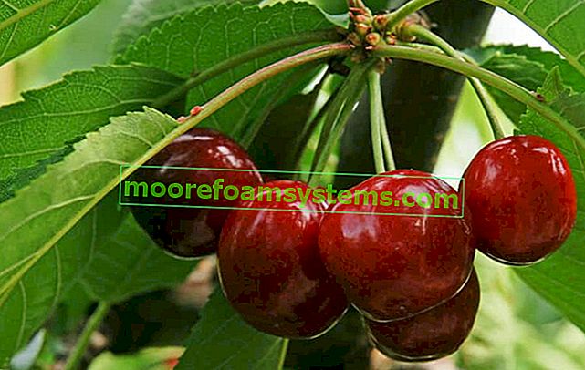 Cherry burlat - popis, recenze, výsadba, pěstování, péče, podobné odrůdy 2