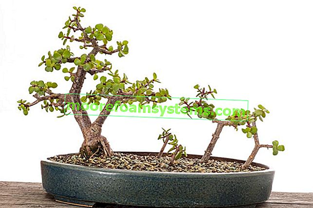 Portulacaria afra u loncu oblikovanom u drvo bonsai i njegova briga