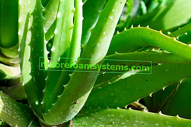 Aloe vyzbrojená v květináči - pěstování, péče, požadavky 2