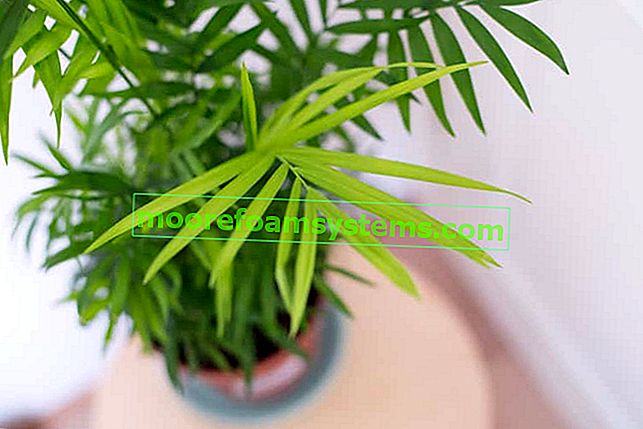 Chamedora elegantna (koraljna palma) - uzgoj, njega, zalijevanje