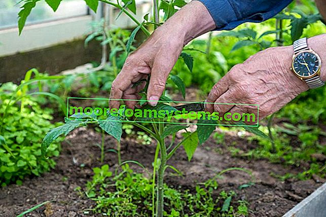 Taille des tomates dans votre jardin et comment tailler les tomates