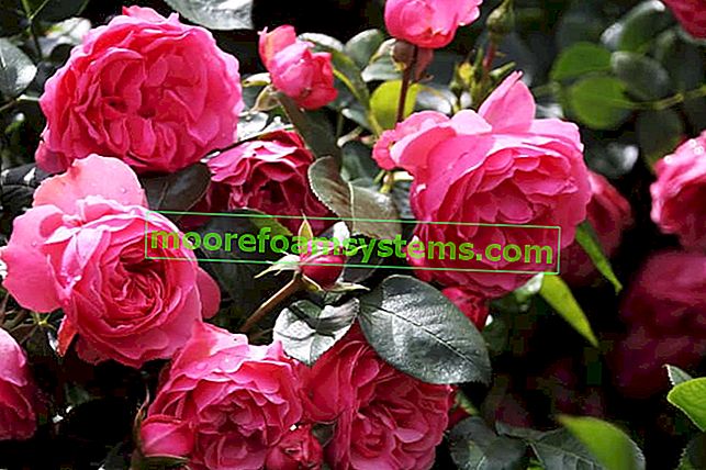 Variétés populaires de roses - voyez quels types de roses de jardin valent la peine d'être conservés à la maison