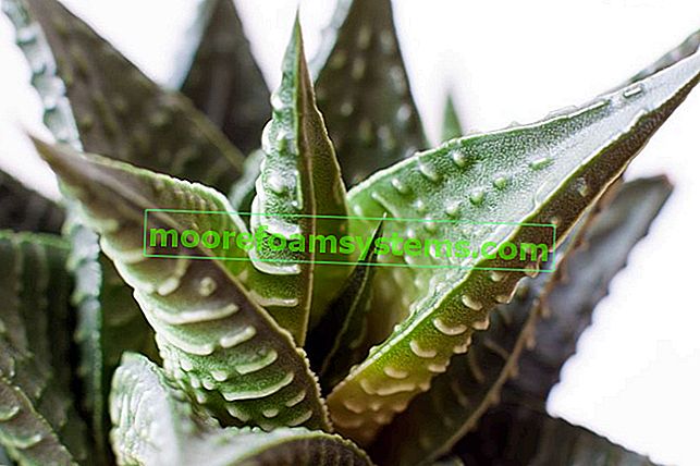 Haworthia limifolia - pěstování, péče, napojení, tipy 2