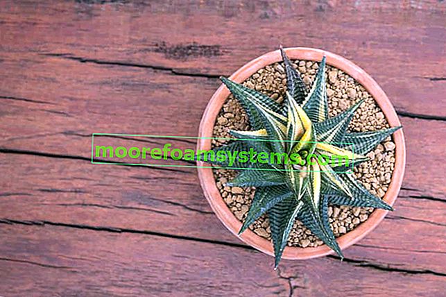 Haworthia lymphe dans un pot