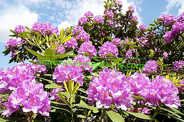 I migliori arbusti da fiore primaverili ed estivi per il tuo giardino - TOP 10 a livello nazionale!