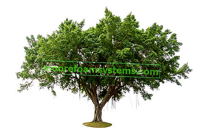Bengal Ficus (Banian) - ein riesiger Baum, den Sie zu Hause wachsen lassen können