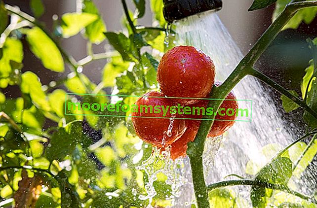 Bewässerung von Tomaten im Garten während der Fruchtbildung sowie Tipps, wie oft die Tomaten gegossen werden müssen