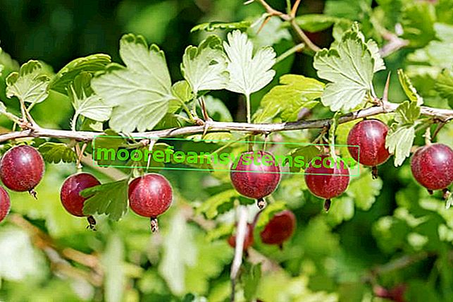 Uva spina rossa - varietà, semina, cura e potatura
