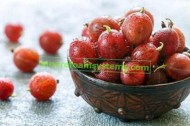 Uva spina rossa - varietà, semina, cura e potatura