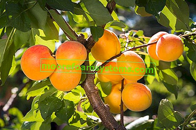 Abricots colorés et mûrs