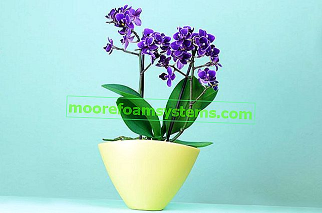 Orchidée bleue - culture, soins, prix, où acheter? 2